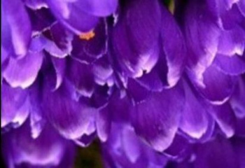 Flowers!